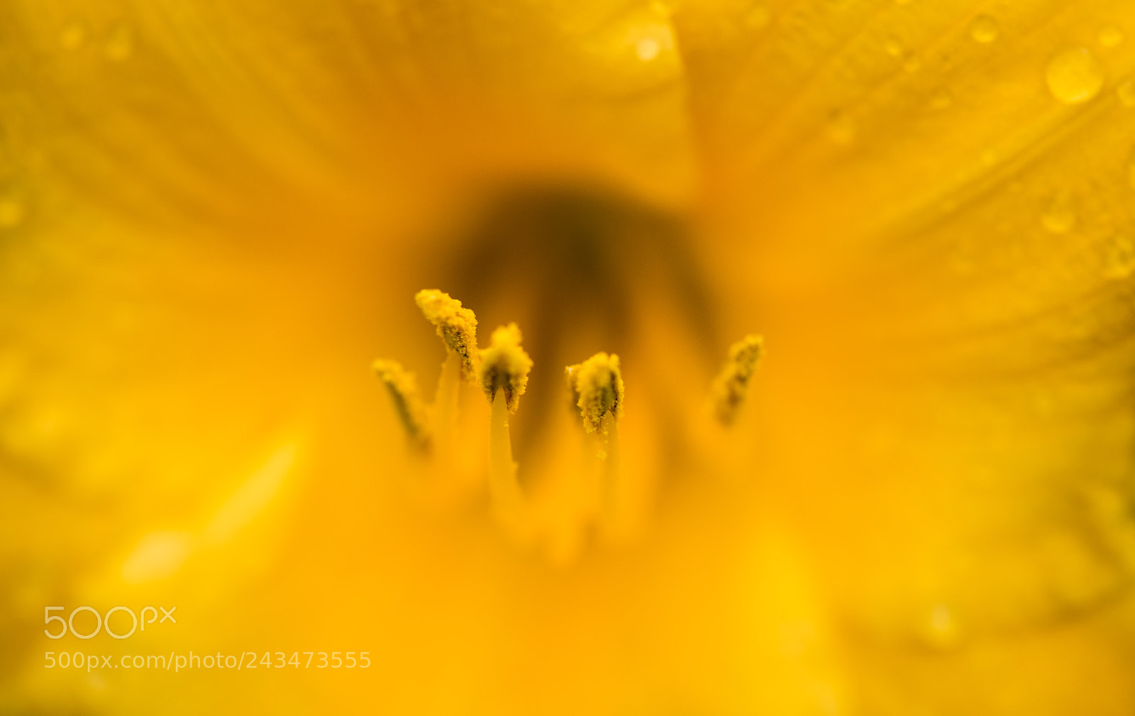 Nikon D810 sample photo. Macro photography