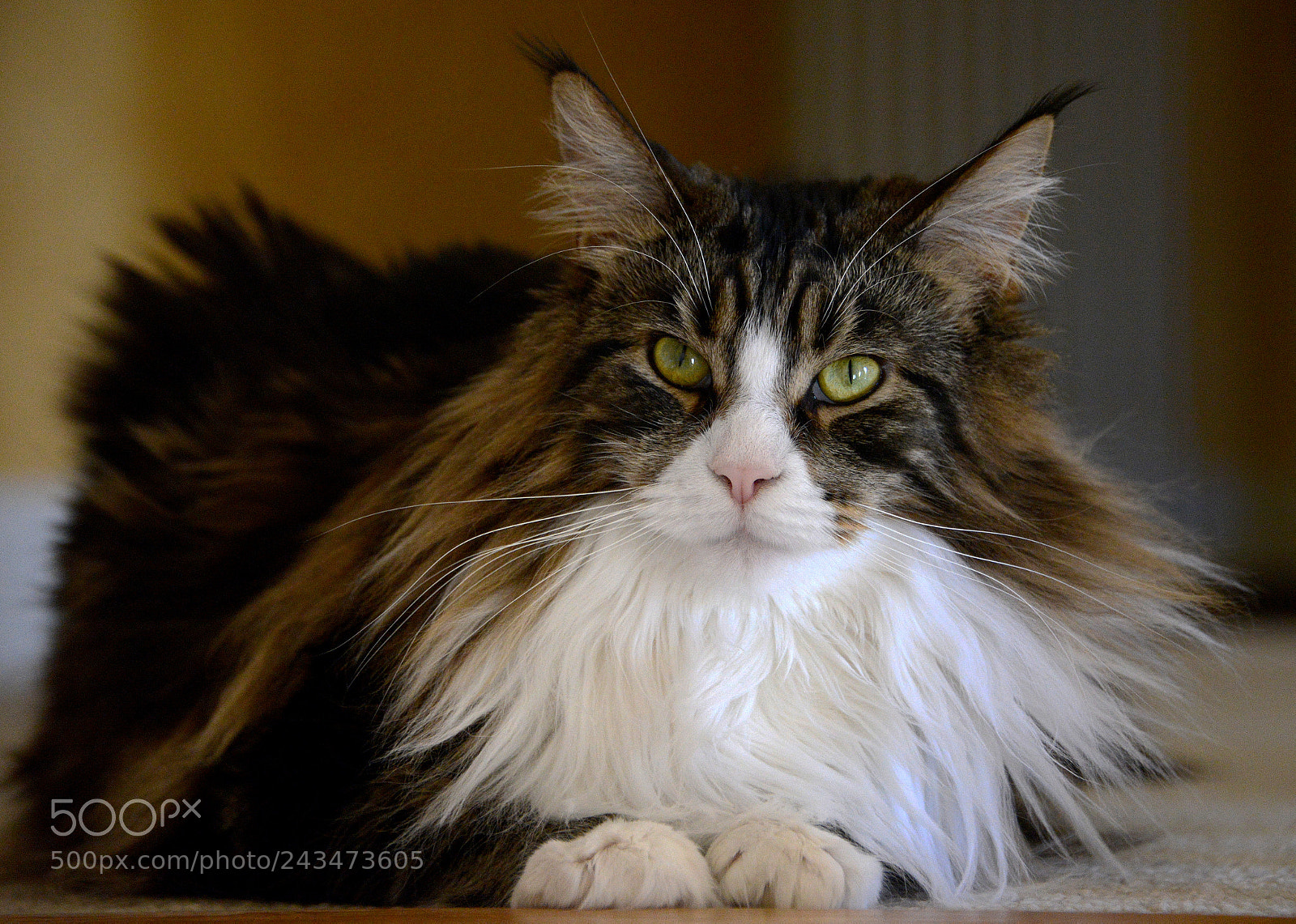 Nikon D600 sample photo. Twinkles 46 photography