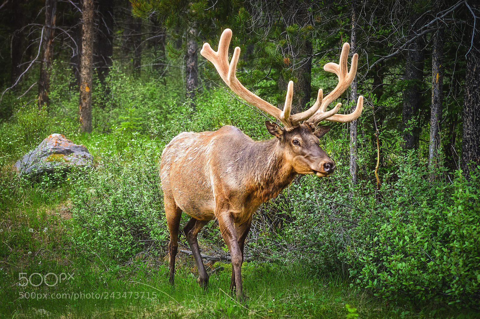 Nikon D3200 sample photo. Elk photography