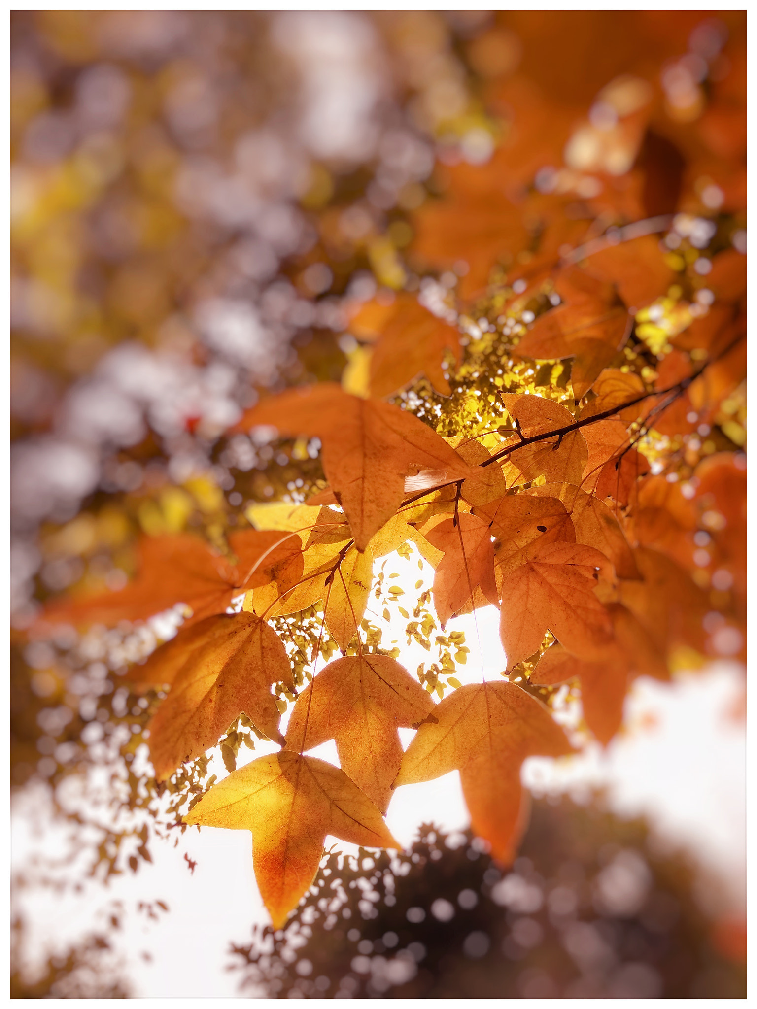 Xiaomi MI NOTE Pro sample photo. 秋叶子 photography