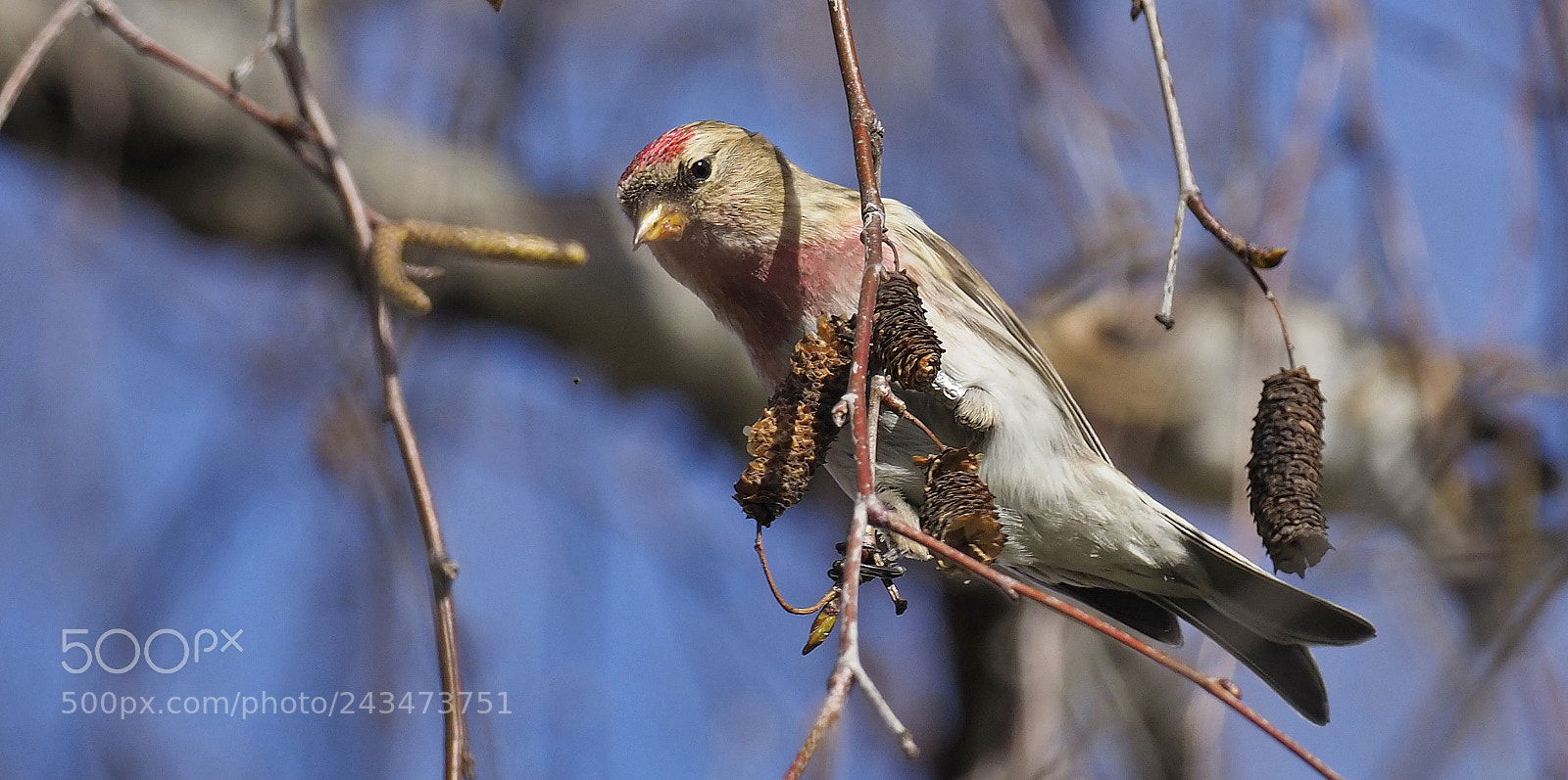 Olympus OM-D E-M1 Mark II sample photo. Visitor from the north photography