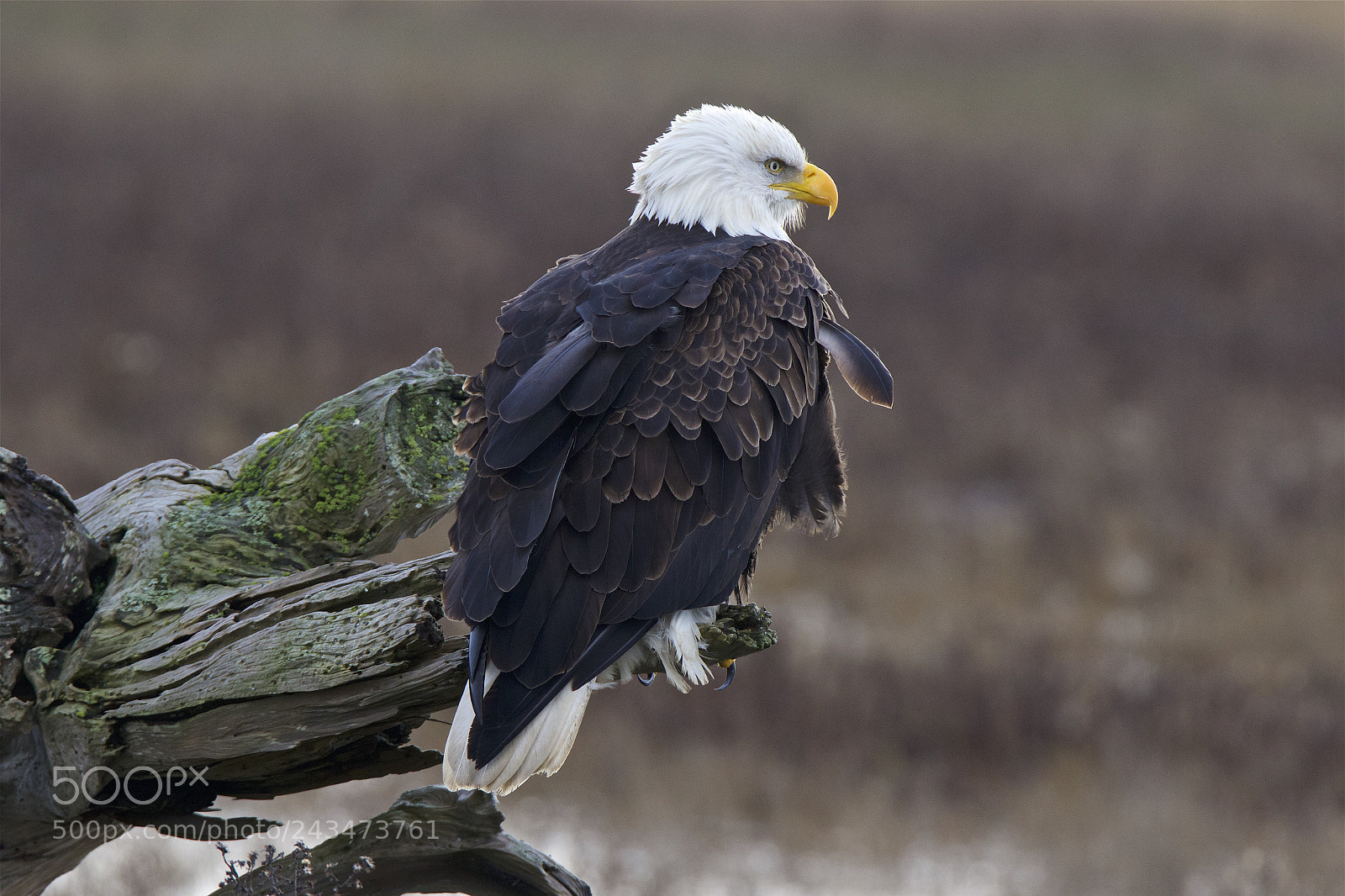Canon EOS 7D Mark II sample photo. A mature bald eagle photography