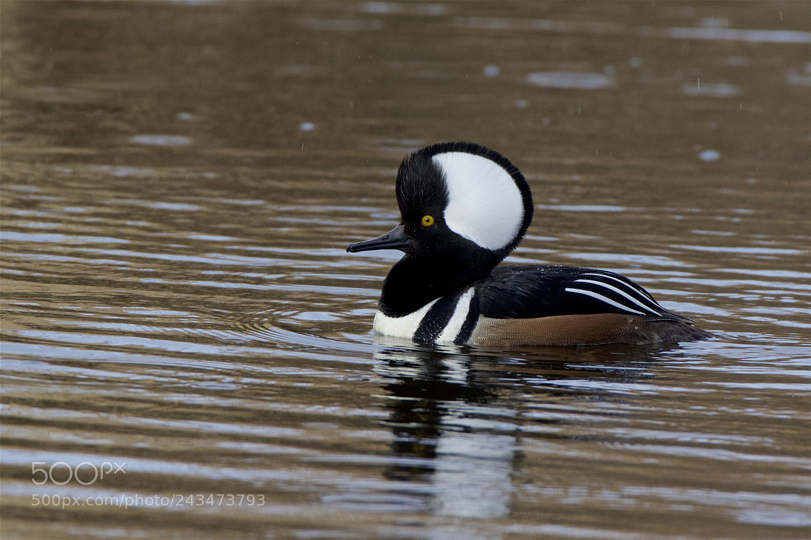 Canon EOS 7D Mark II sample photo. A male hooded merganser photography