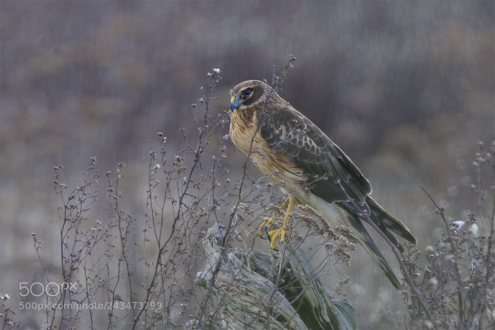 Canon EOS 7D Mark II sample photo. A northern harrier photography