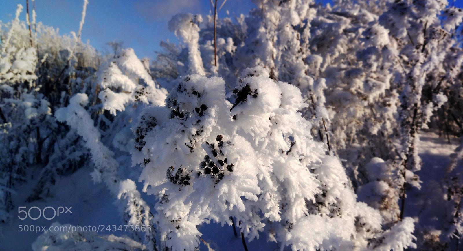 Xiaomi MI 5 sample photo. Ice flowers photography