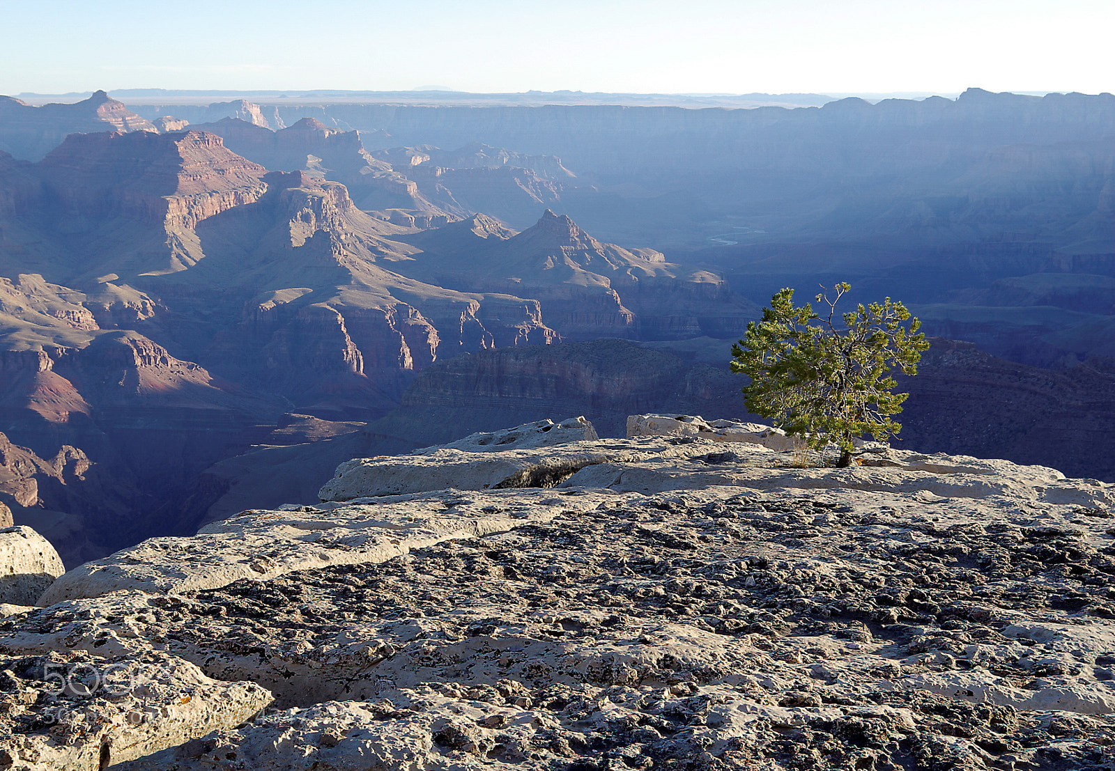 Pentax K10D sample photo. Grand canyon isolated tree photography