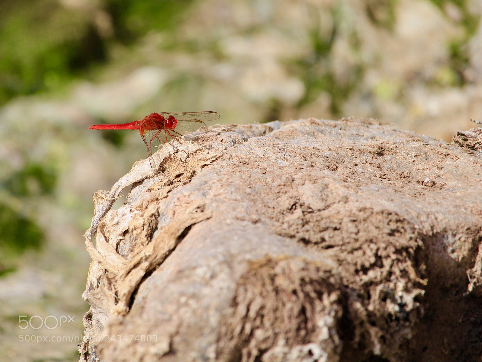 Canon EOS 700D (EOS Rebel T5i / EOS Kiss X7i) sample photo. Red dragonfly photography
