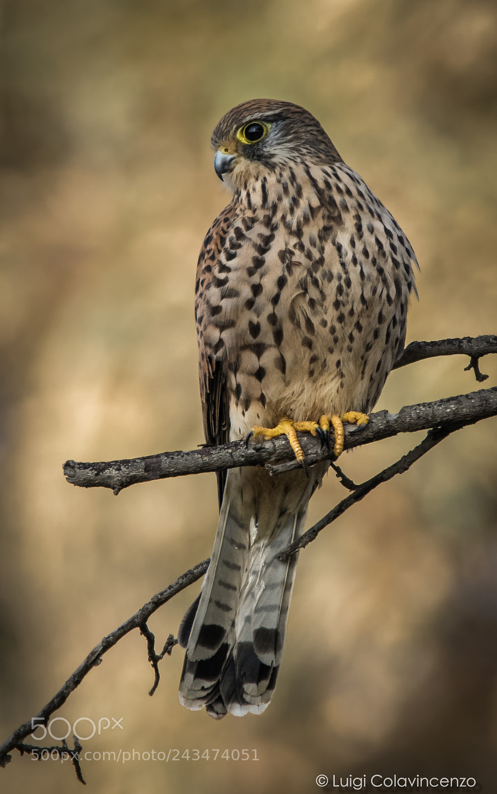 Nikon D7100 sample photo. Waiting for the perfect photography