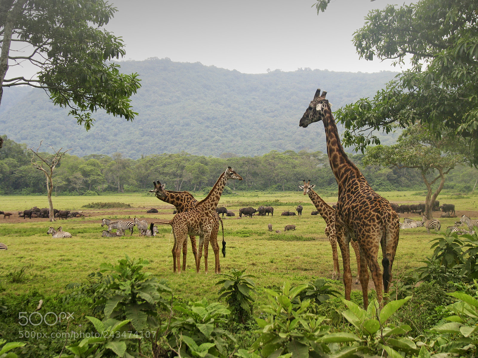 Canon POWERSHOT S5 IS sample photo. Arusha national park photography