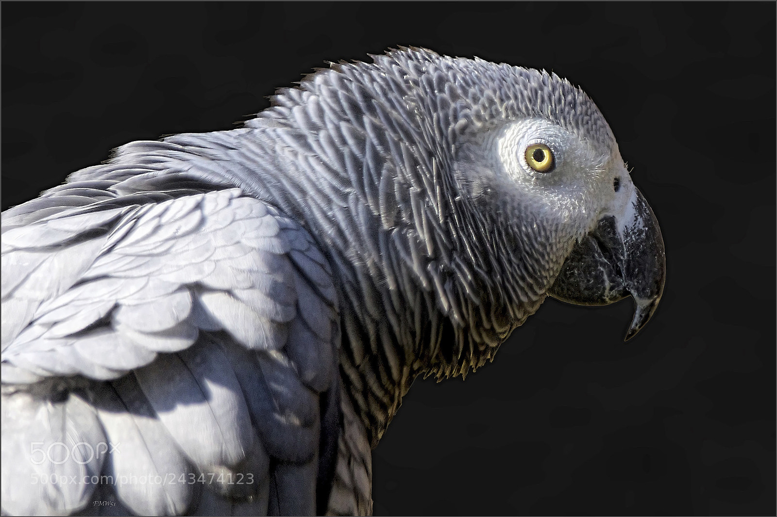 Sony SLT-A55 (SLT-A55V) sample photo. Grey parrot - portrait photography
