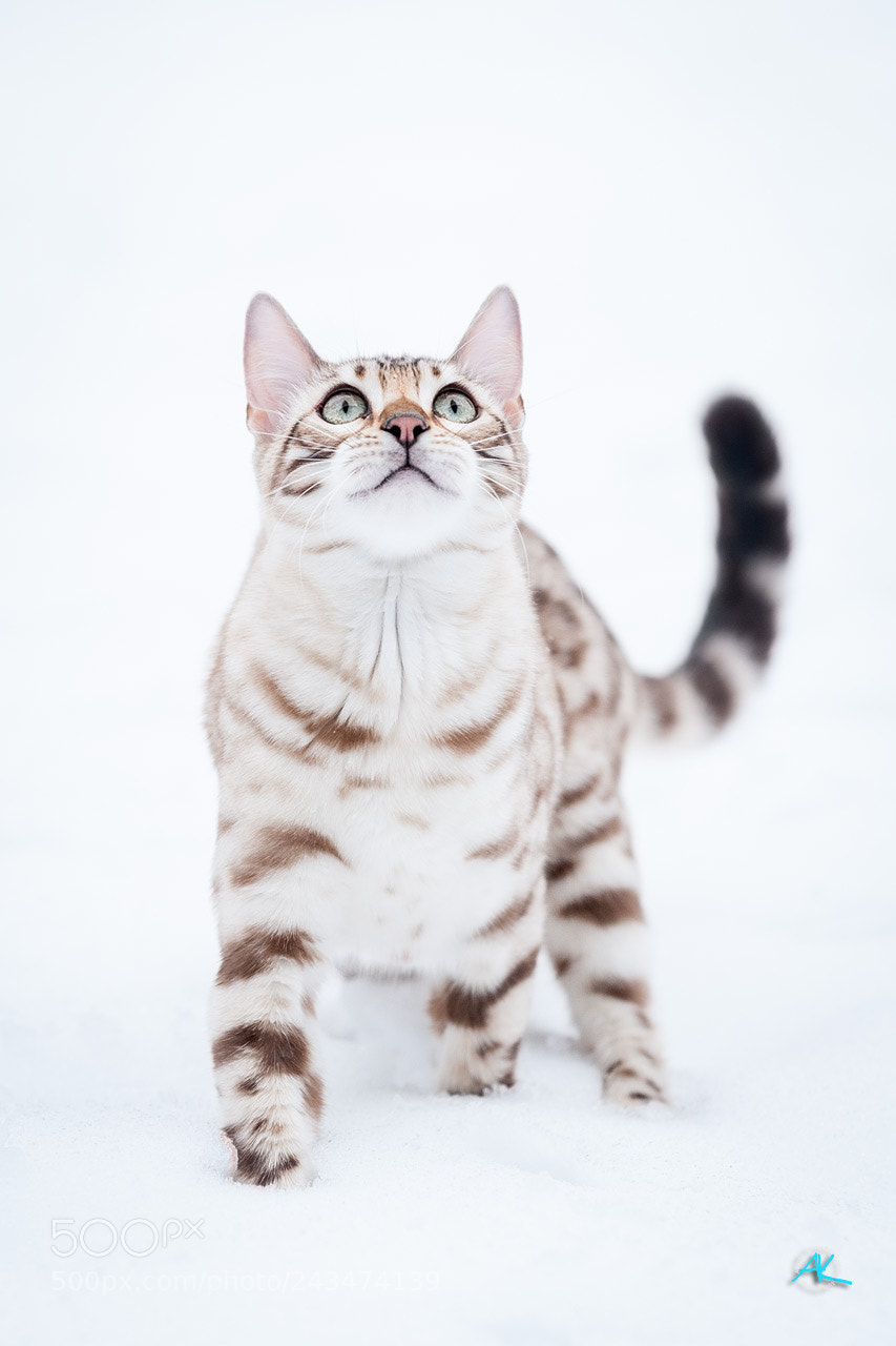 Nikon D300 sample photo. Snow bengal photography