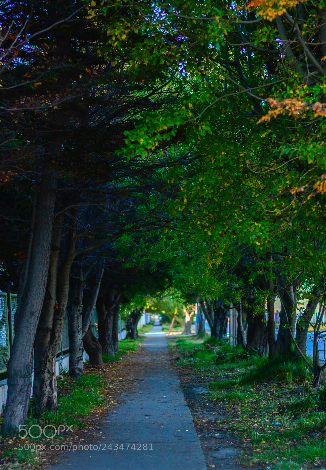 Nikon D7100 sample photo. Garden path photography