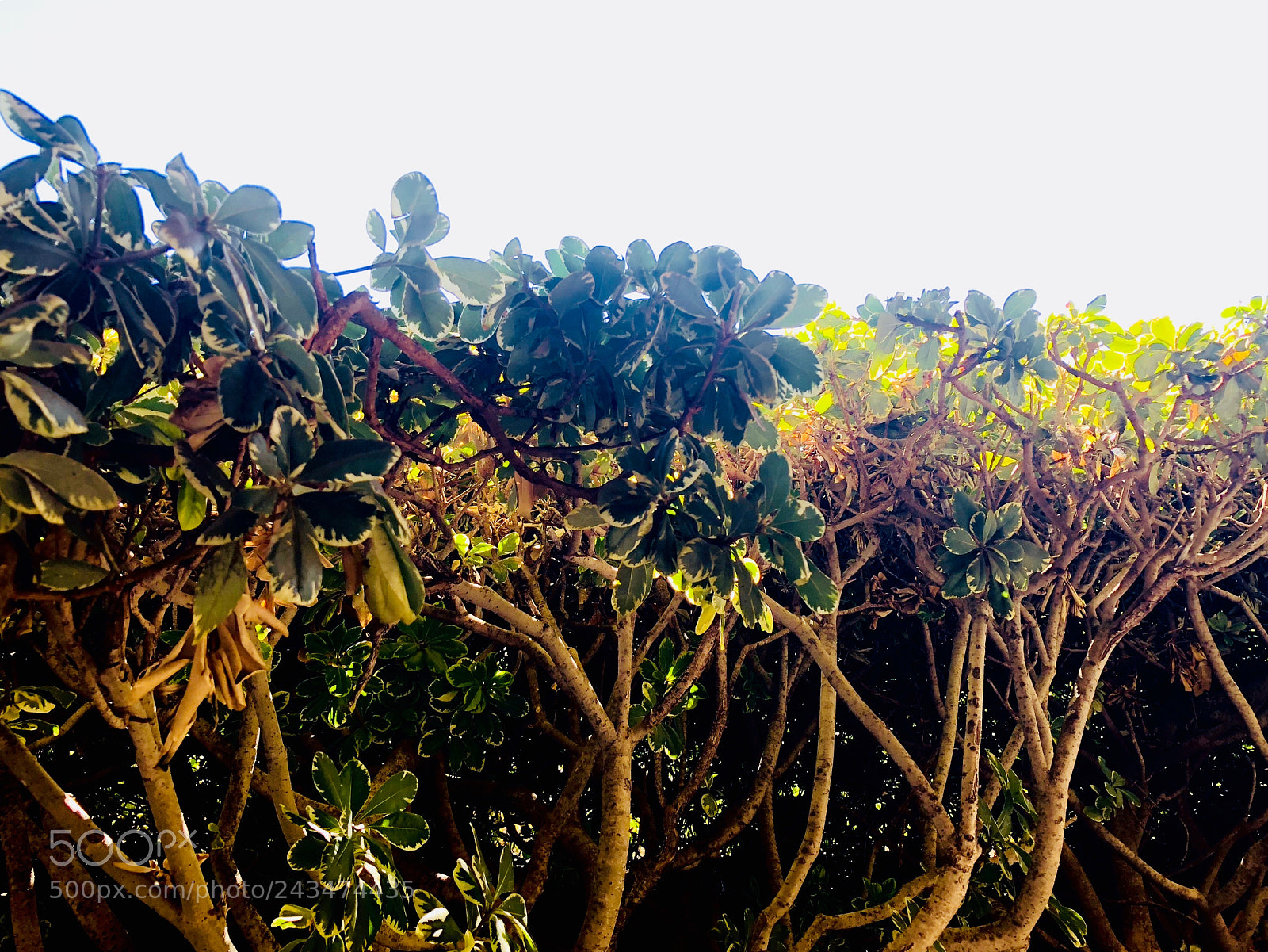 Apple iPhone 8 Plus sample photo. ? photography