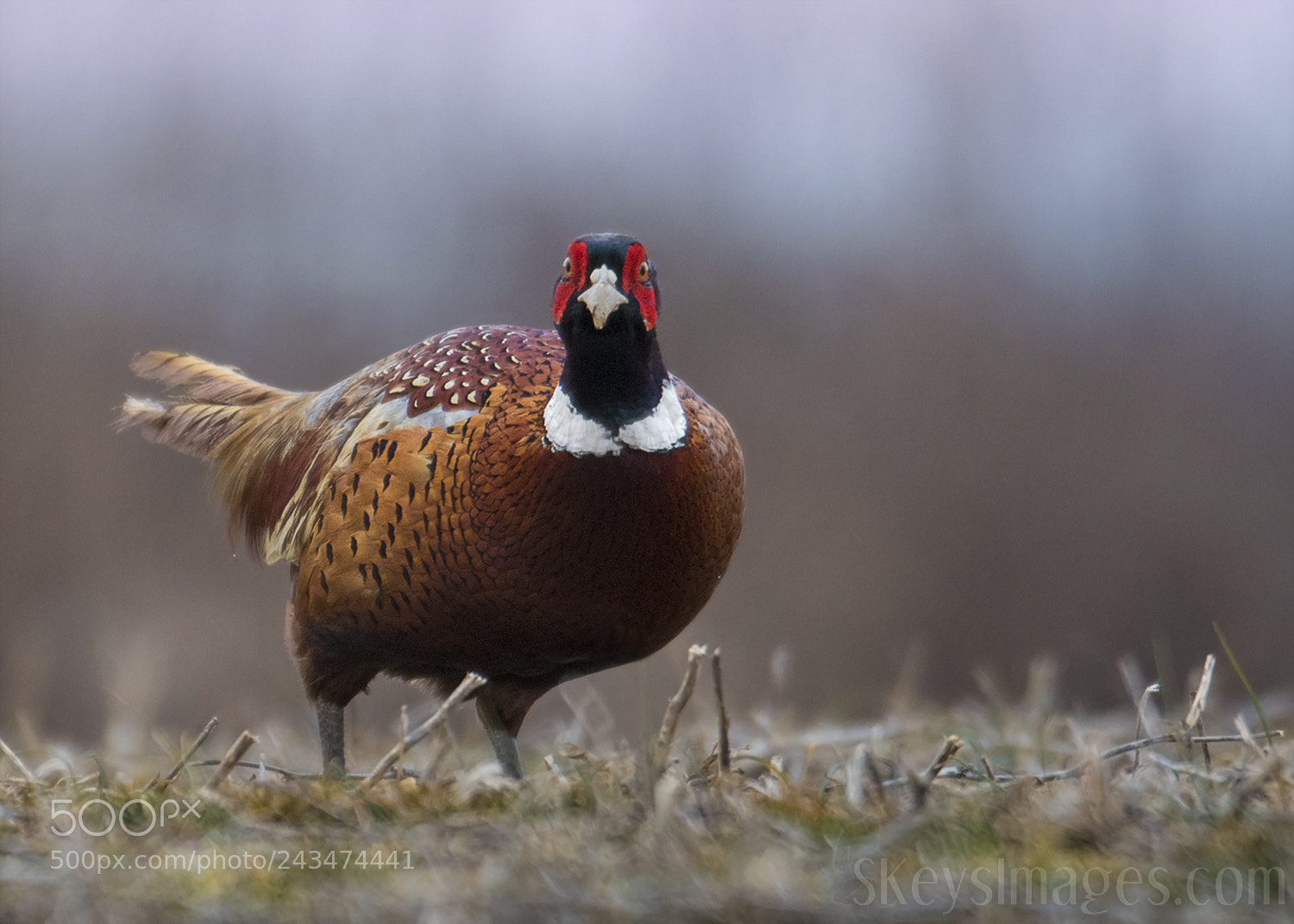Nikon D500 sample photo. Huh? (ring-necked pheasant) photography