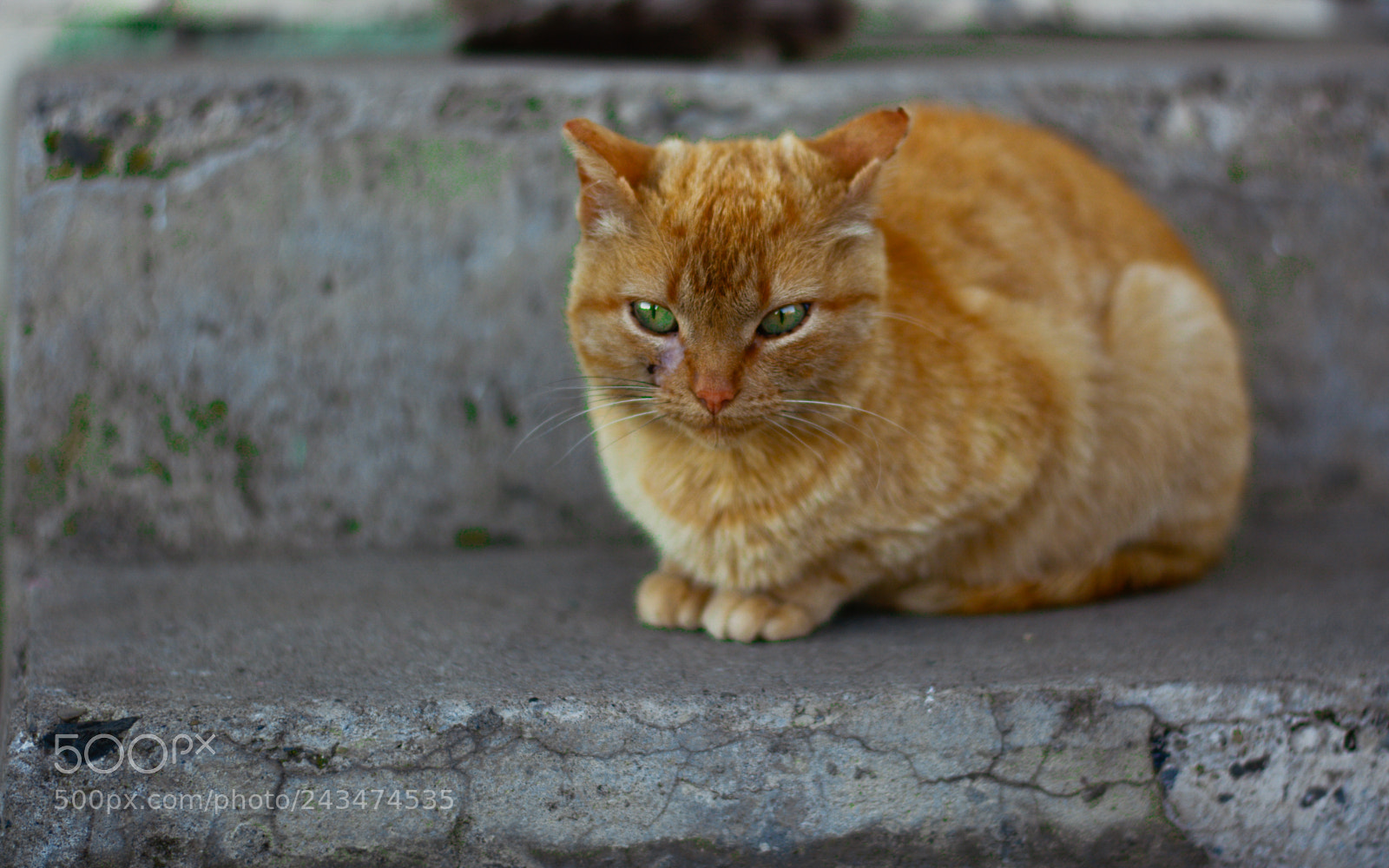 Nikon D7100 sample photo. A rough cat photography
