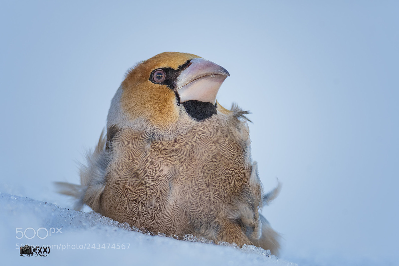 Nikon D500 sample photo. Il frosone nella neve photography