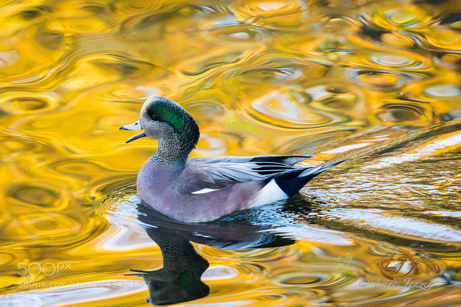 Nikon D7200 sample photo. American wigeon with fall photography
