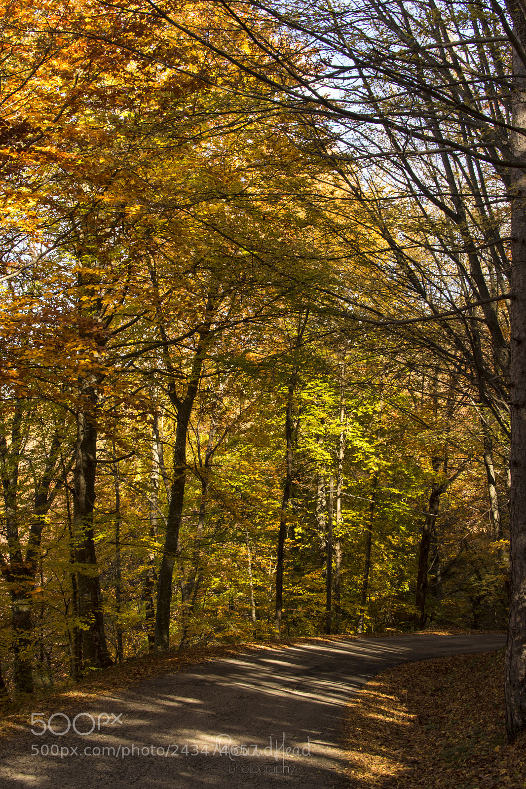 Nikon D7200 sample photo. Autumn in meschia photography