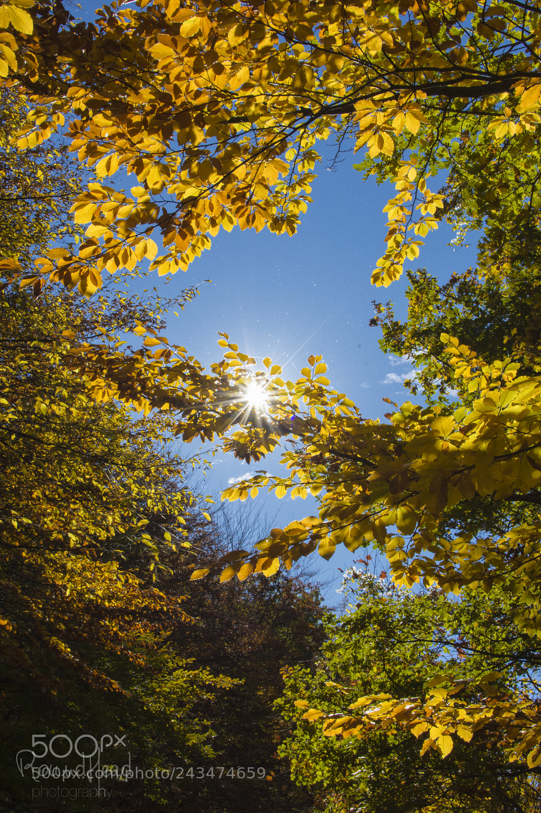 Nikon D7200 sample photo. Autumn in meschia photography