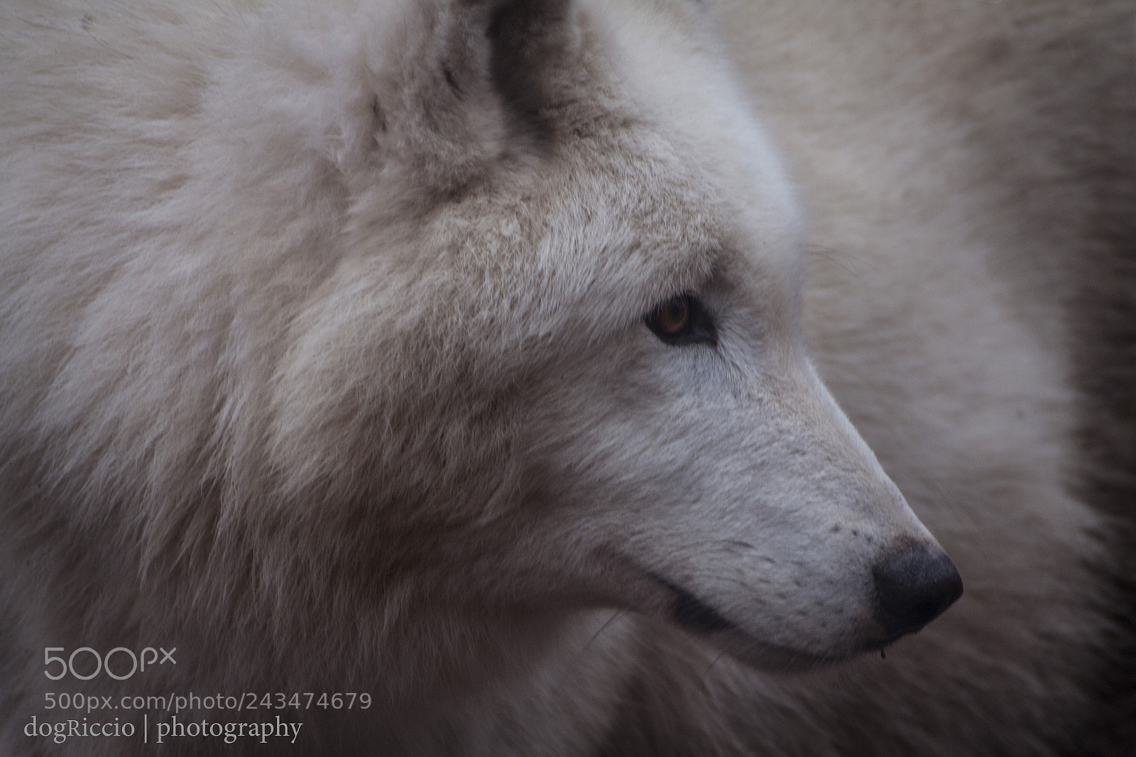 Canon EOS 50D sample photo. Tundra wolf photography