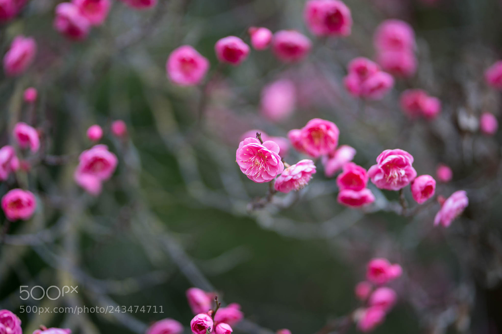 Sony a7R II sample photo. Ume in blossom photography
