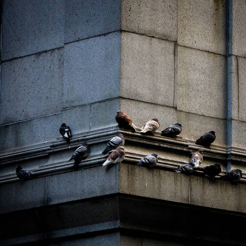 Birds by Angel Rodriguez on 500px.com