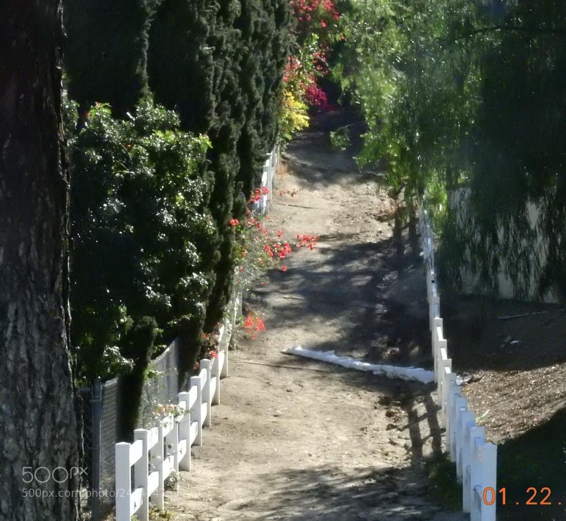 Nikon Coolpix P900 sample photo. Beautiful horse trial photography