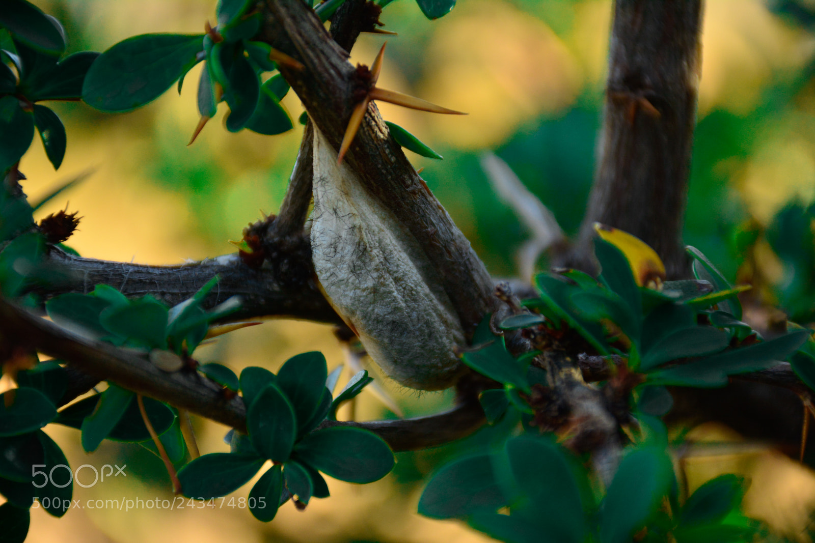 Nikon D7100 sample photo. Rare discovery photography