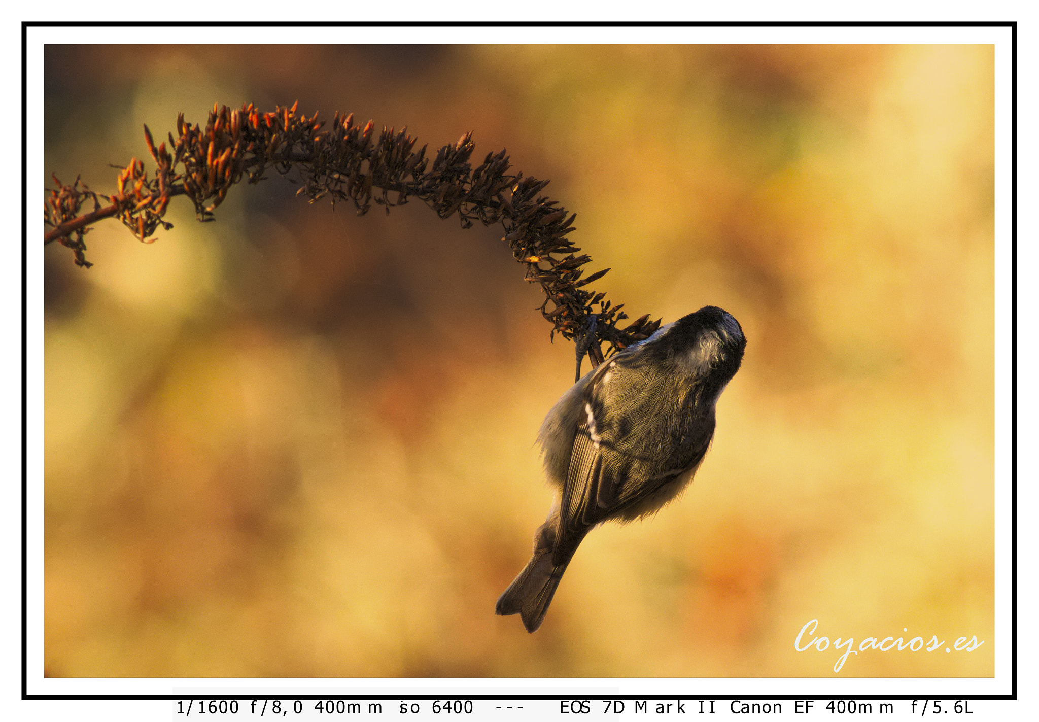 Canon EF 400mm F5.6L USM sample photo. Carbonero garrapinos (periparus ater) photography