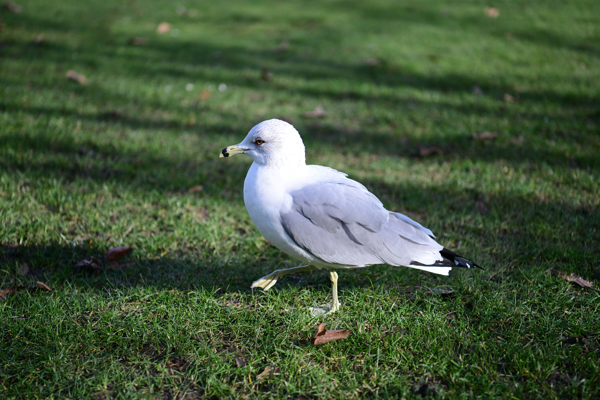 Nikon D850 + Nikon AF-S Nikkor 24-70mm F2.8E ED VR sample photo. Dsc photography