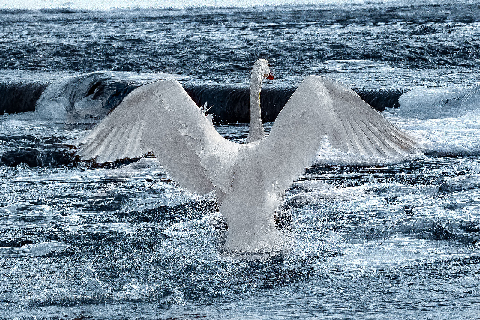 Sony a7R III sample photo. Swan taking flight photography
