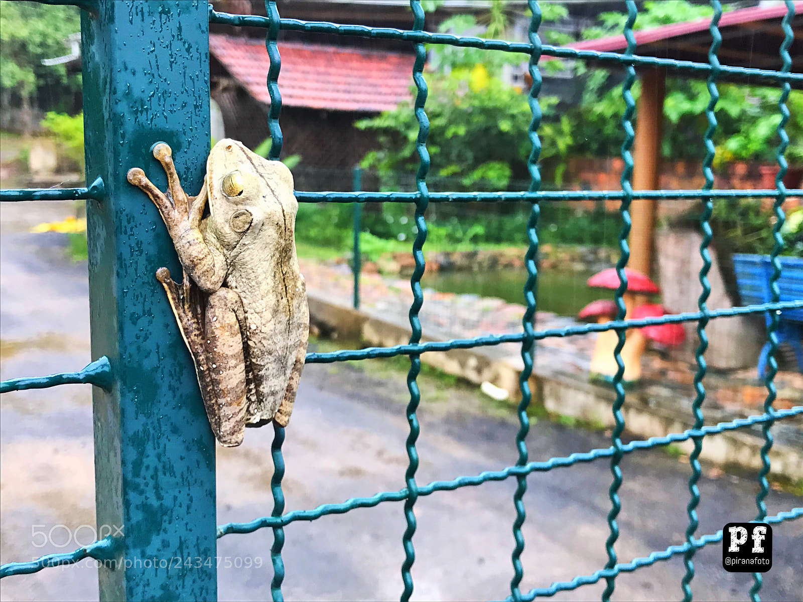 Apple iPhone 7 sample photo. Piranafoto brazil instagram piranafoto.photogr photography