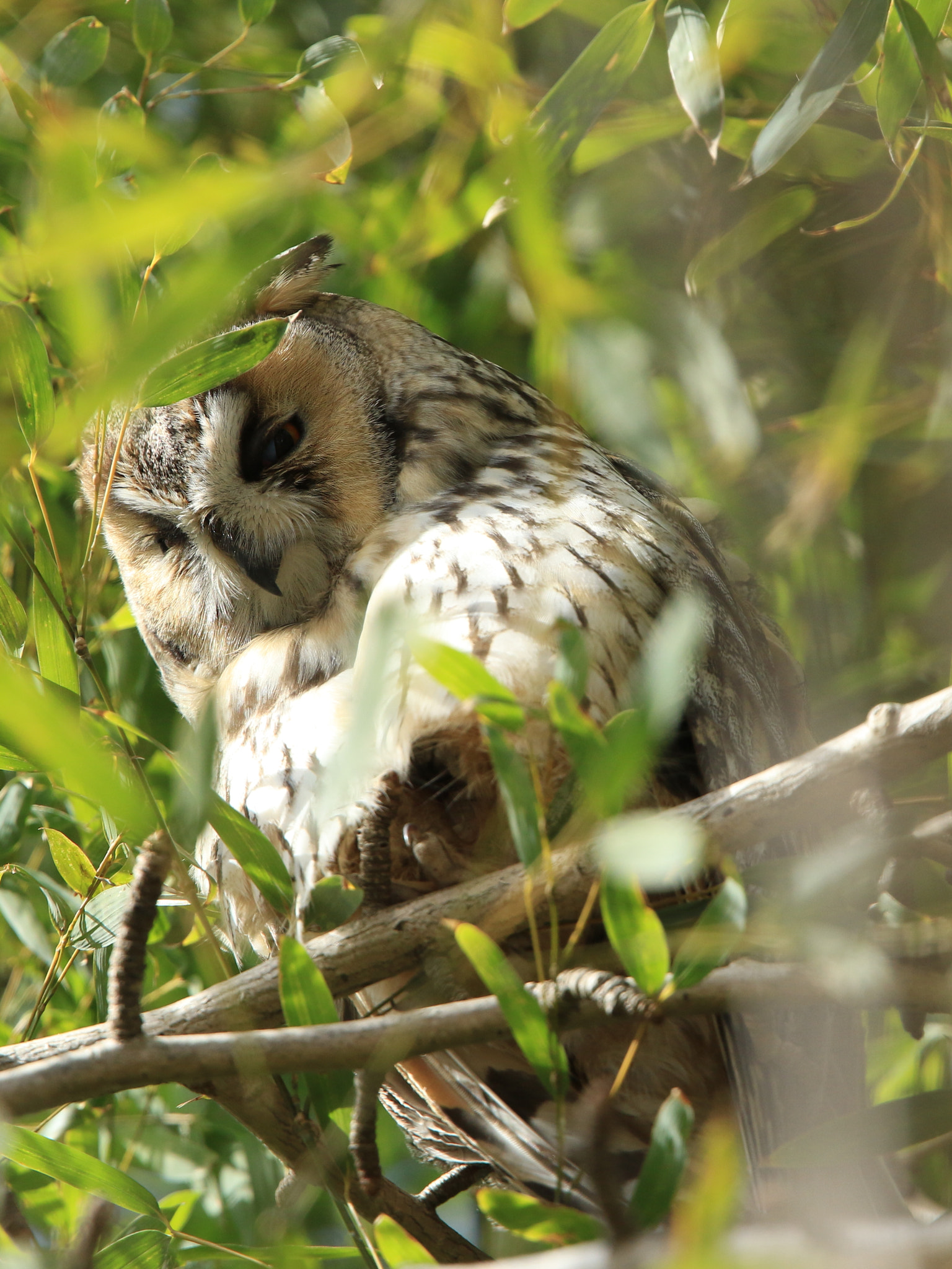 Canon EF 400mm F2.8L IS USM sample photo. Long-eared owl  トラフズク photography