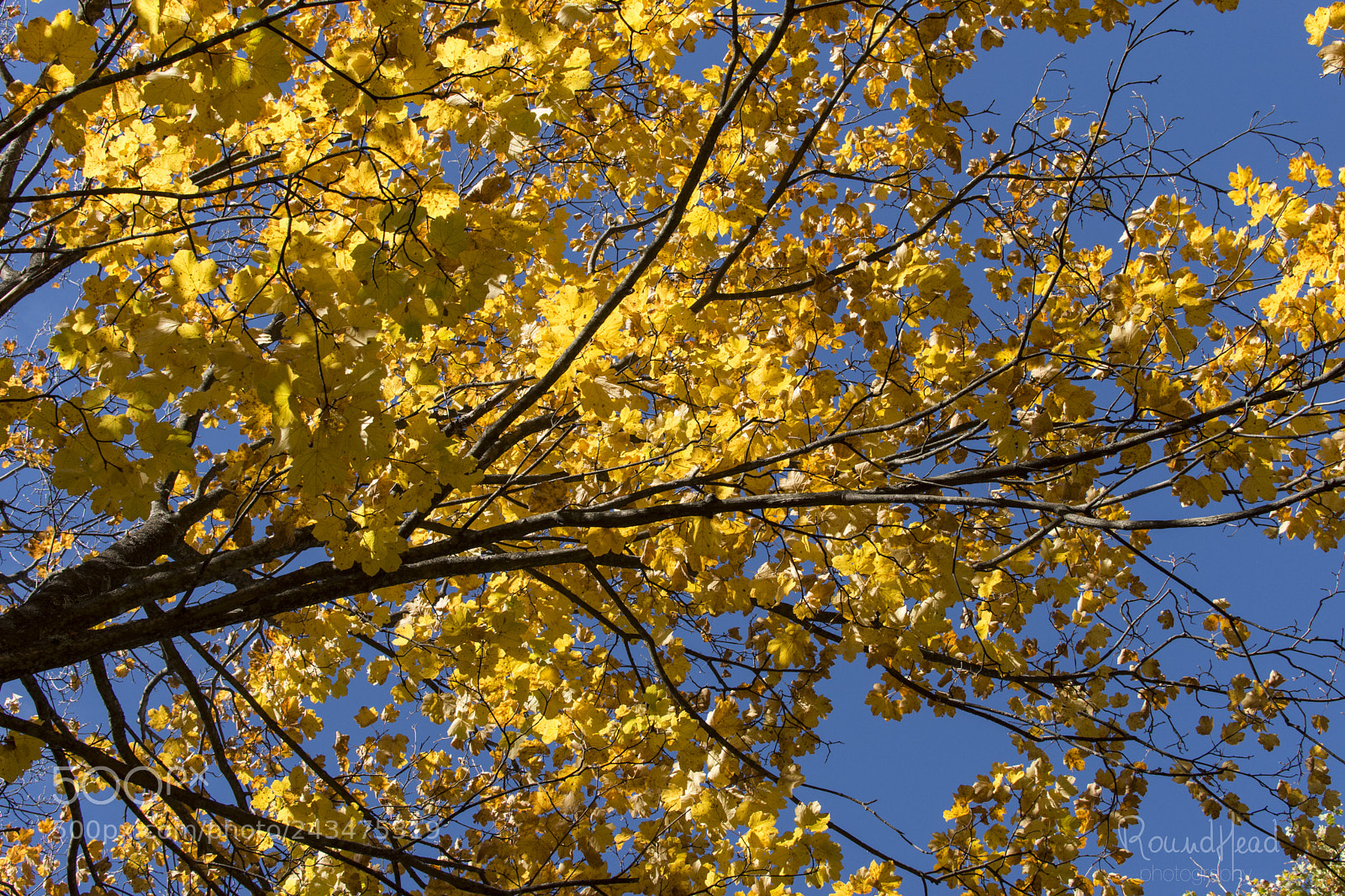 Nikon D7200 sample photo. Autumn in meschia photography
