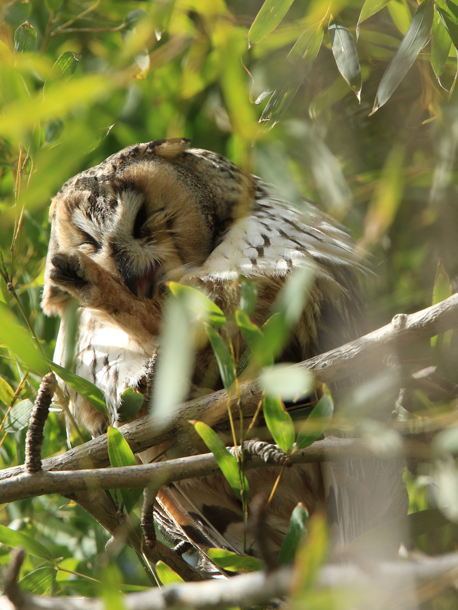 Canon EOS 7D Mark II + Canon EF 400mm F2.8L IS USM sample photo. Long-eared owl  トラフズク photography