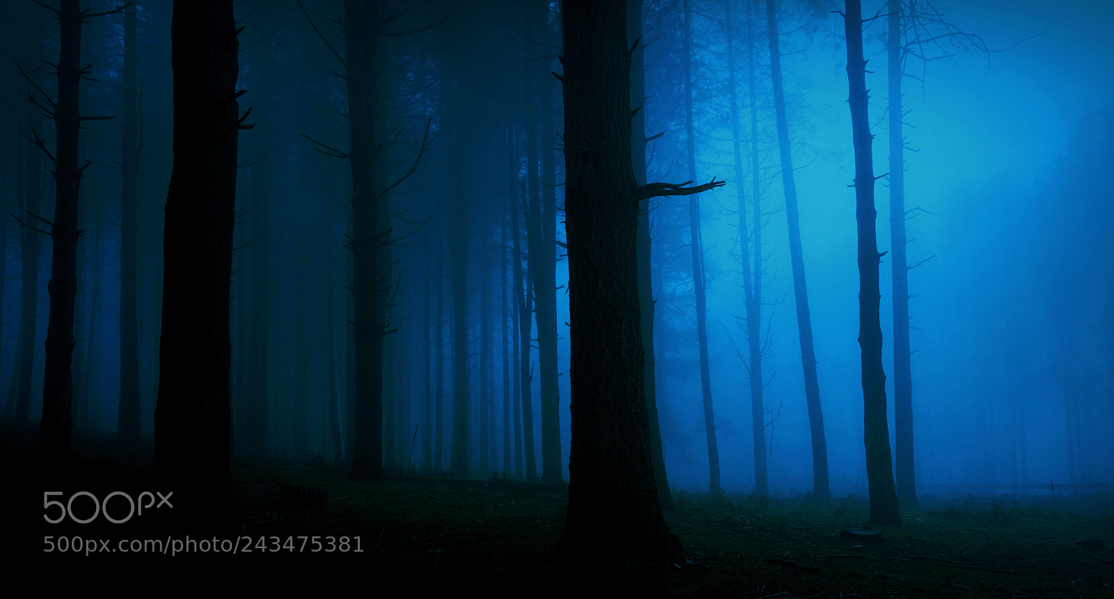 Sony a5100 sample photo. Bluewood photography