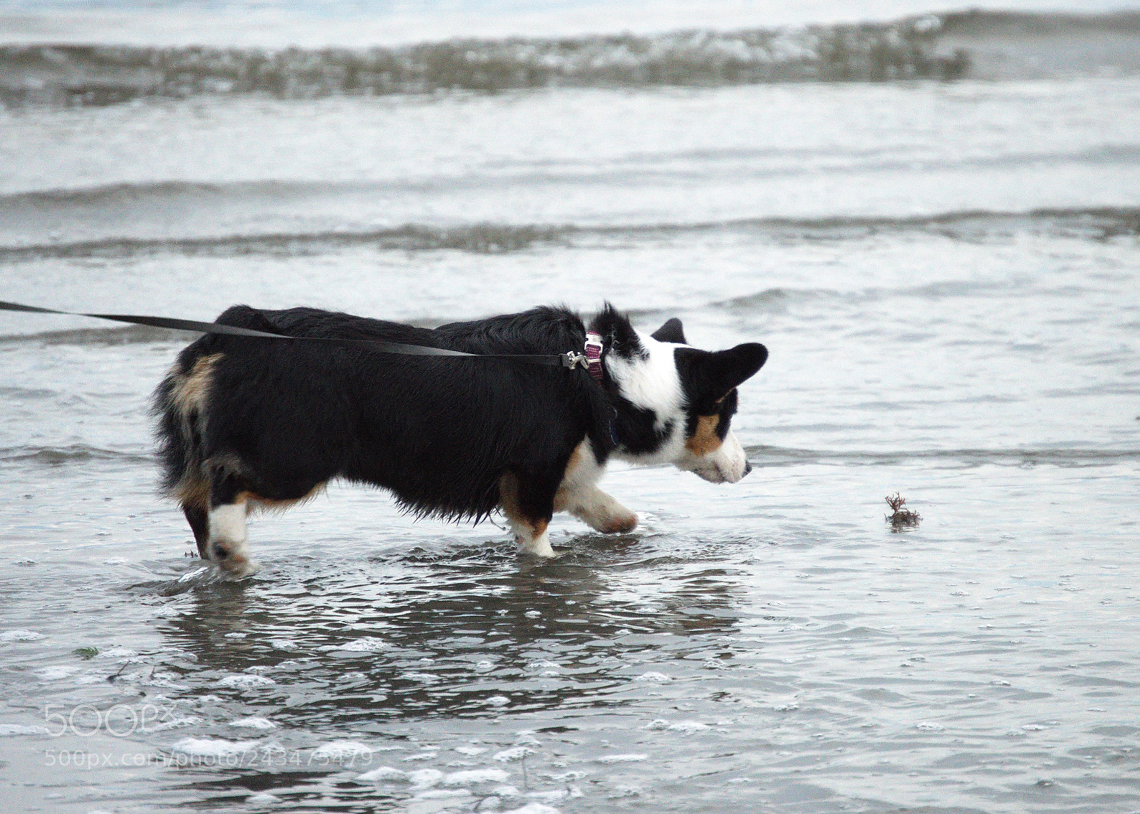 Nikon D3200 sample photo. Curious cardi visits the photography