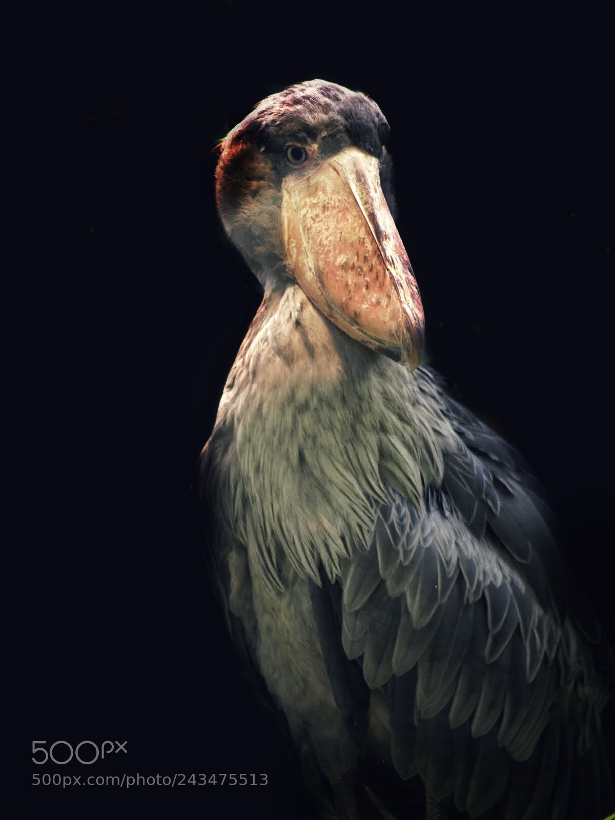 Olympus E-510 (EVOLT E-510) sample photo. Shoebill photography