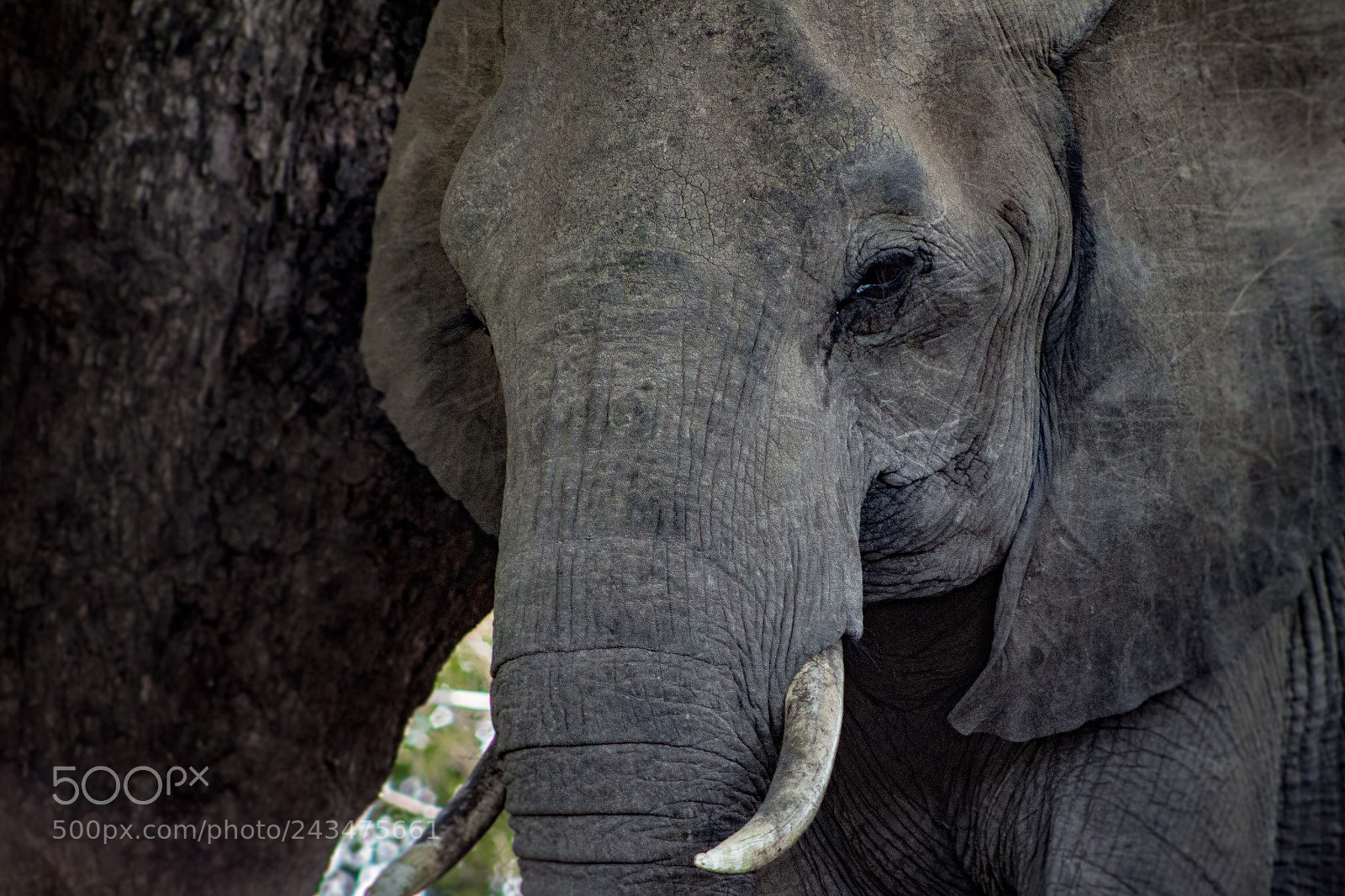 Canon EOS 100D (EOS Rebel SL1 / EOS Kiss X7) sample photo. Elephant in kruger park photography