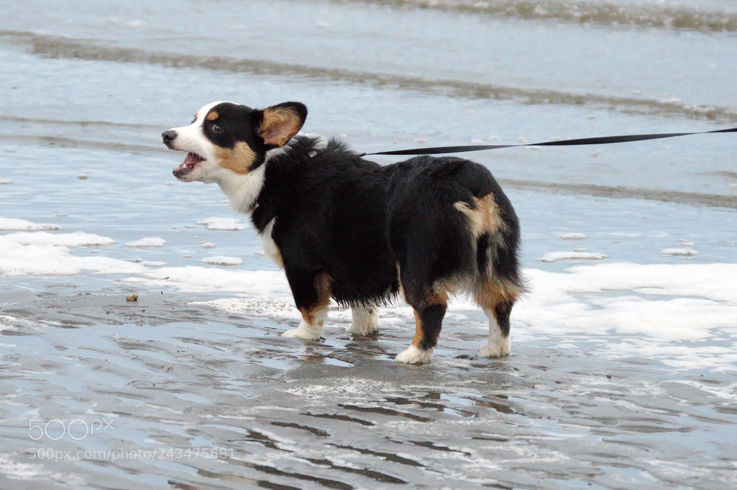 Nikon D3200 sample photo. Afraid of the water photography