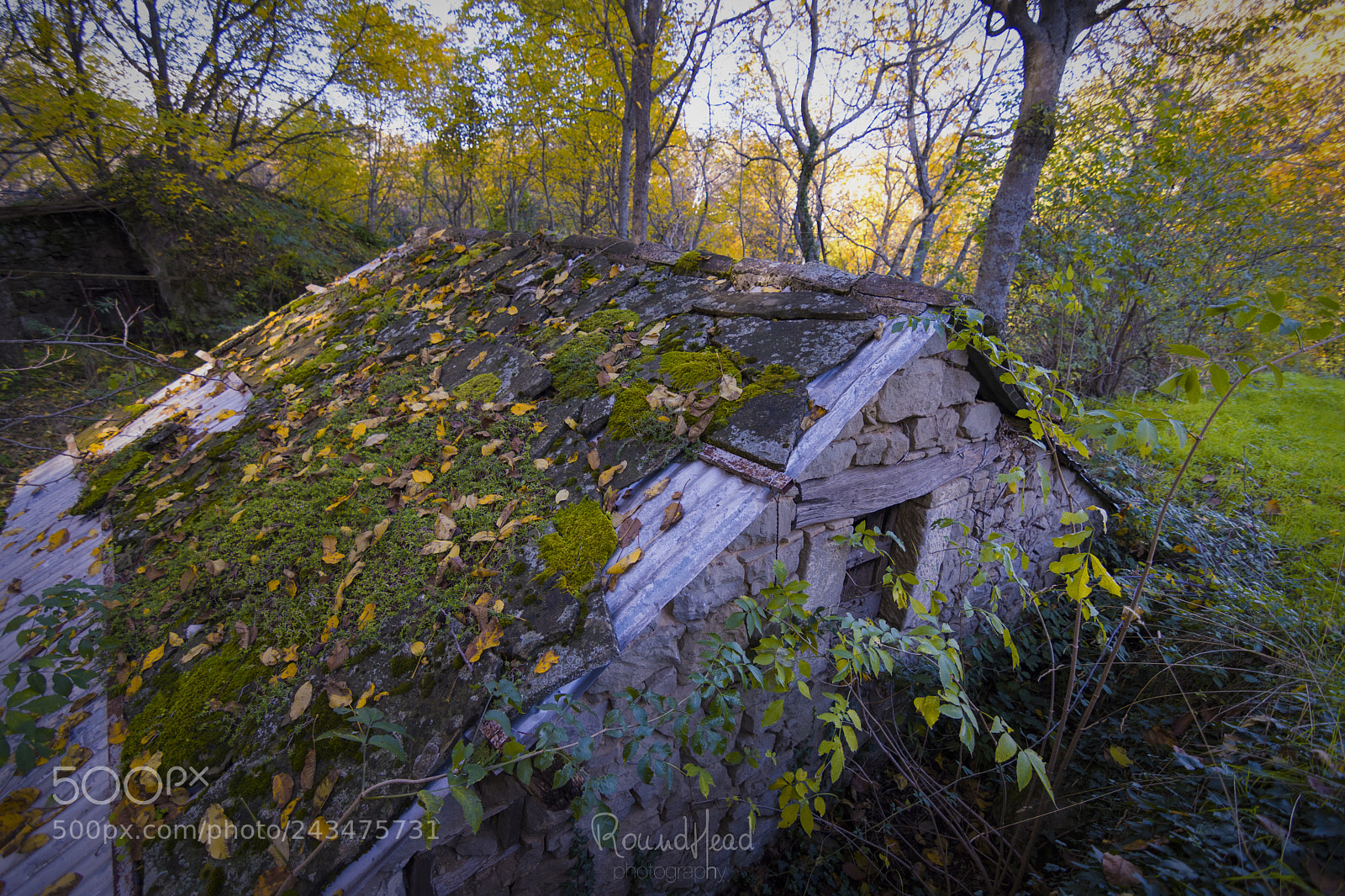 Nikon D7200 sample photo. Autumn in meschia photography