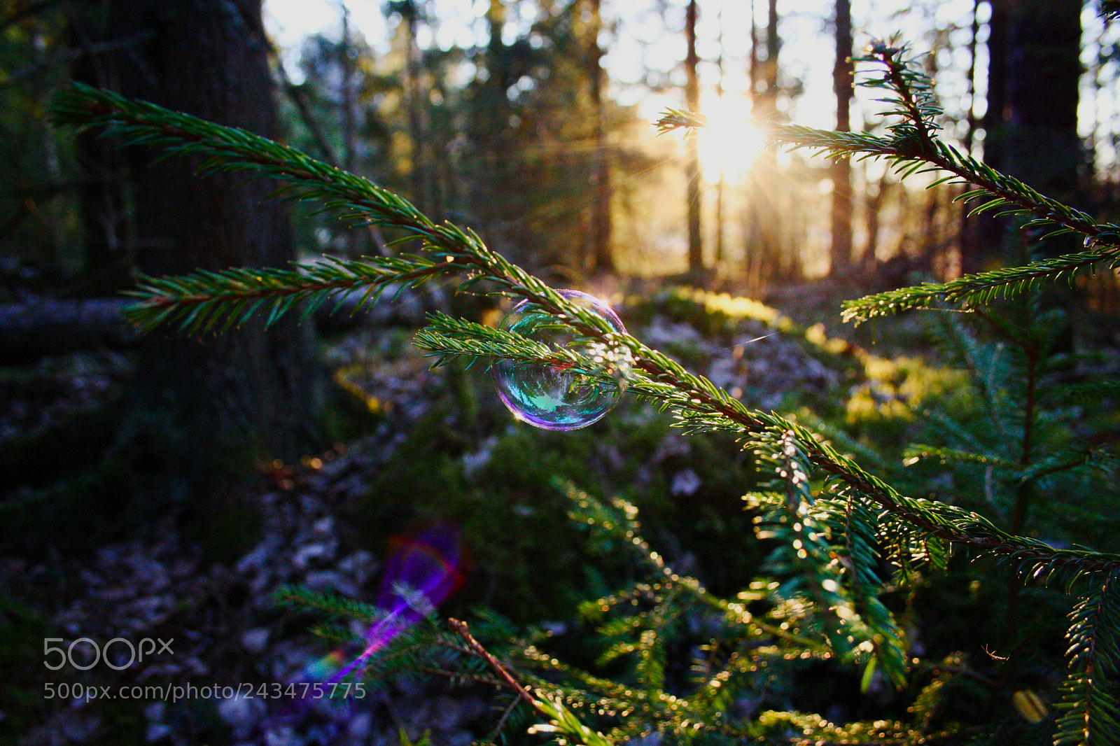 Canon EF-S 18-55mm F3.5-5.6 II sample photo. Forest photography