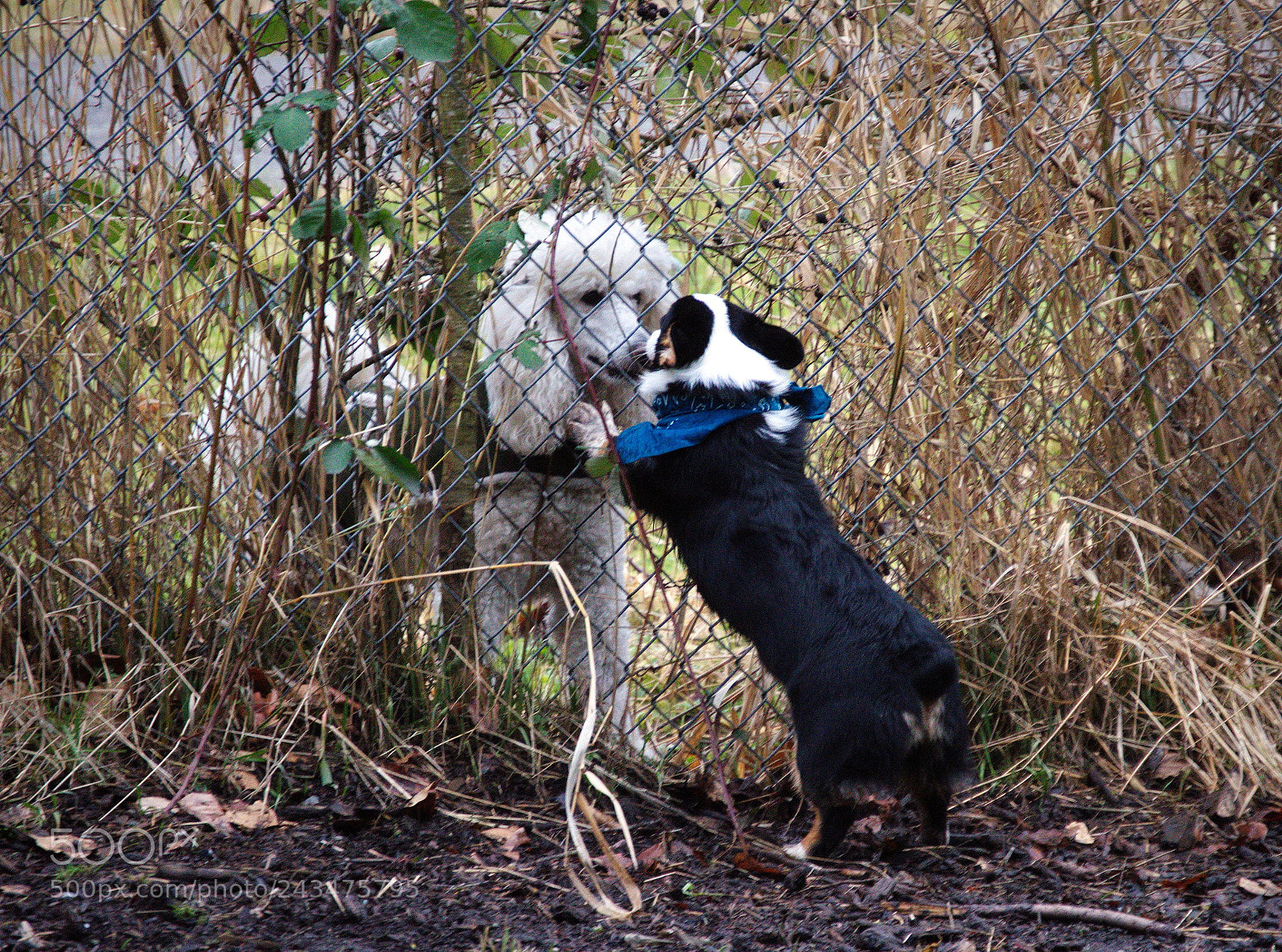 Nikon D3200 sample photo. Making friends photography