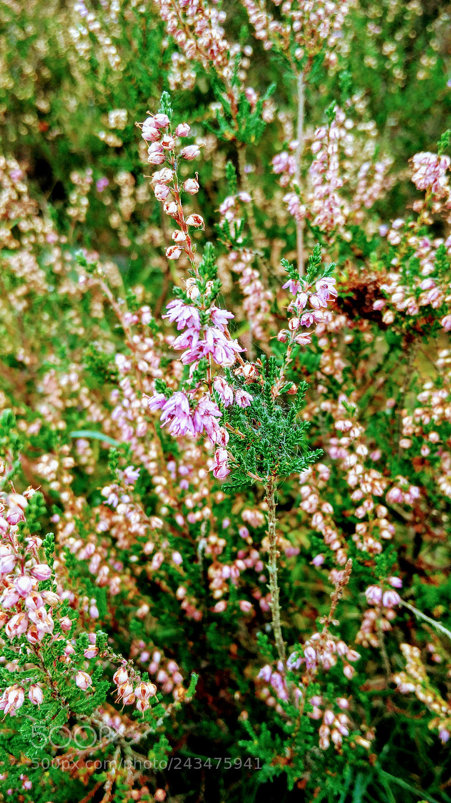 OnePlus 2 sample photo. Autumn heather photography