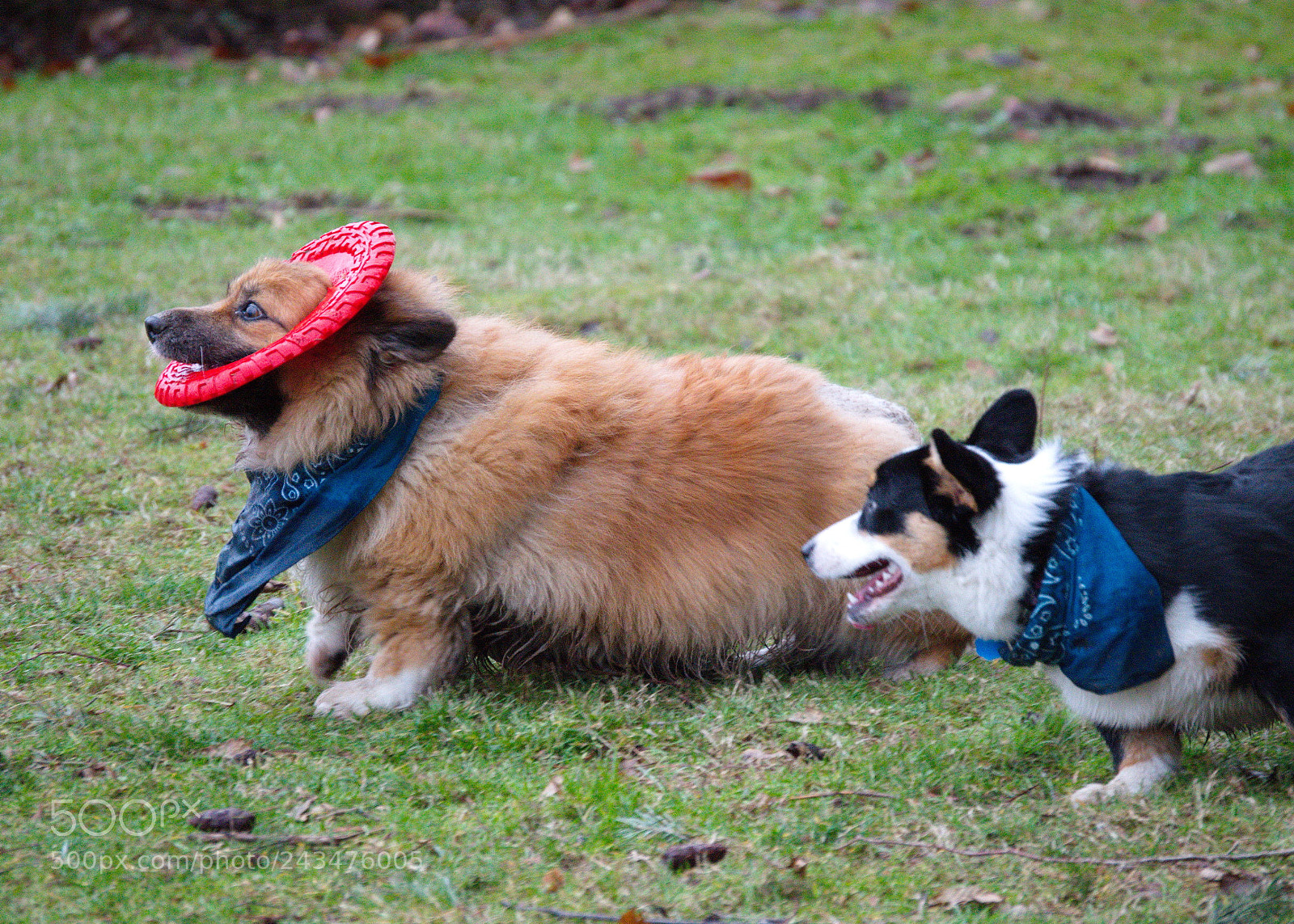 Nikon D3200 sample photo. The chase is on! photography