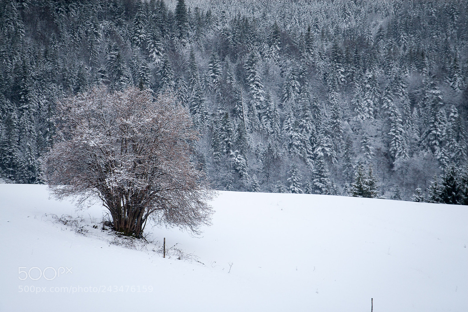 Canon EOS 30D sample photo. Tree photography