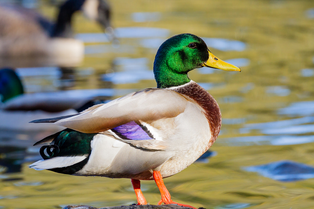 Mallard Drake Most Colorful ducks and Most beautiful ducks