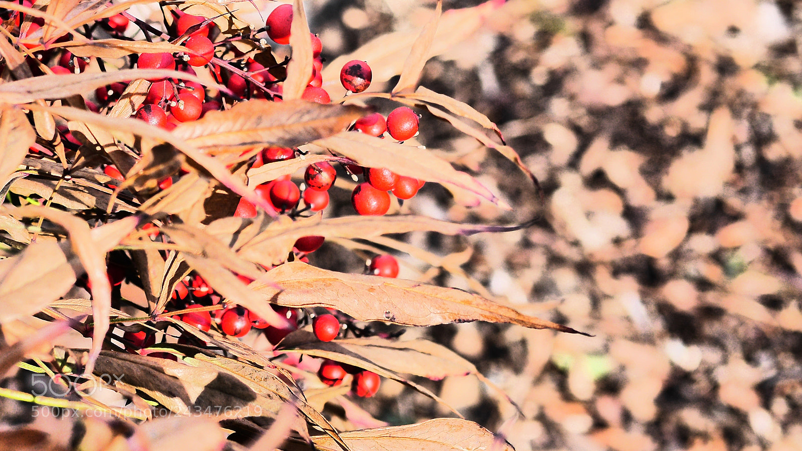 Panasonic Lumix DMC-GH3 sample photo. Berries 2 photography