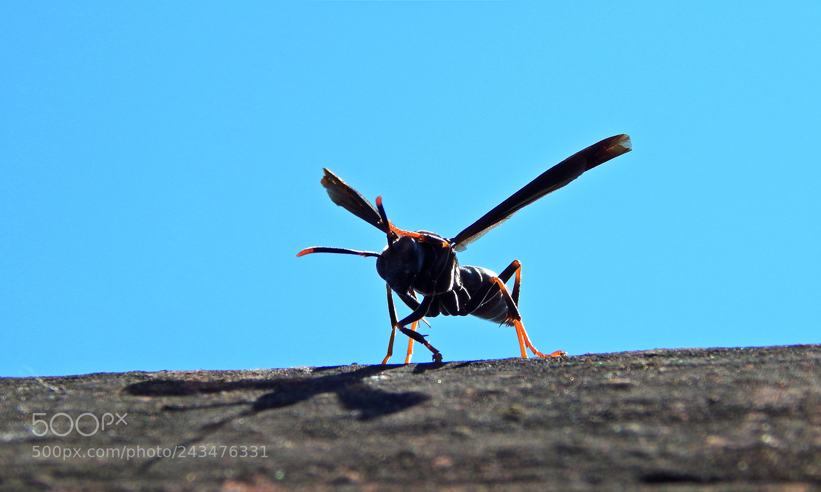Nikon Coolpix L820 sample photo. Wasp photography