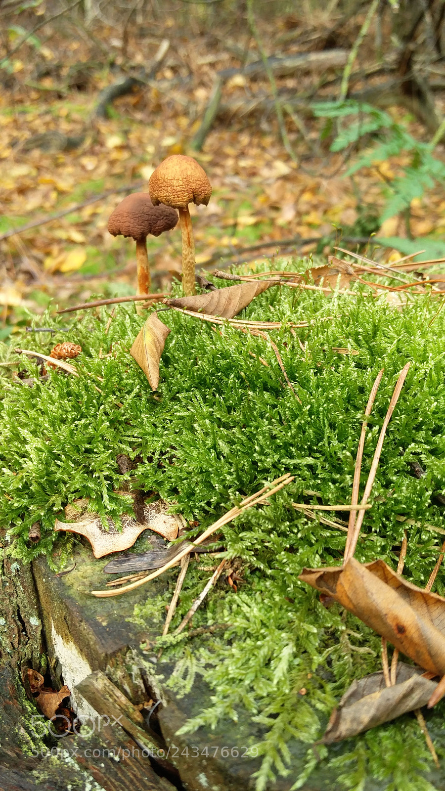 OnePlus 2 sample photo. Just a duo of photography